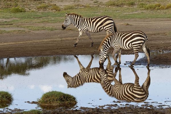 Burchells Zebra and reflection-Equus burchellii-Serengeti National Park-Tanzania-Africa